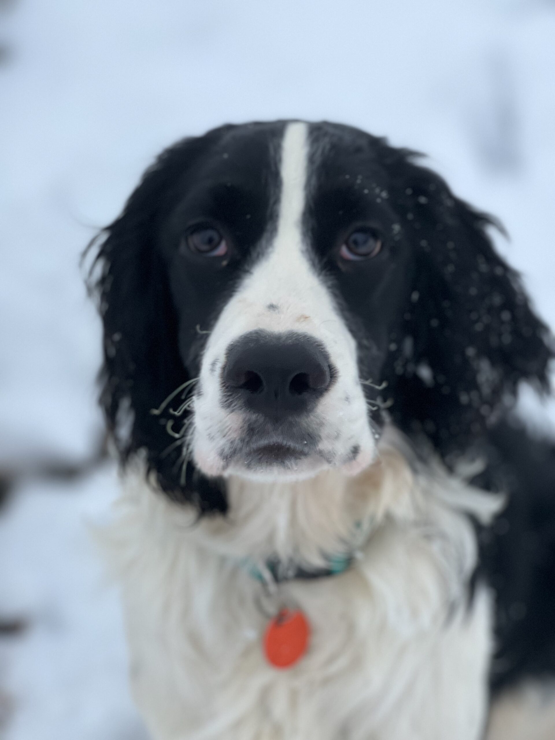 A female English Springer Spaniel with a solid white stripe down her nose poses for the camera.