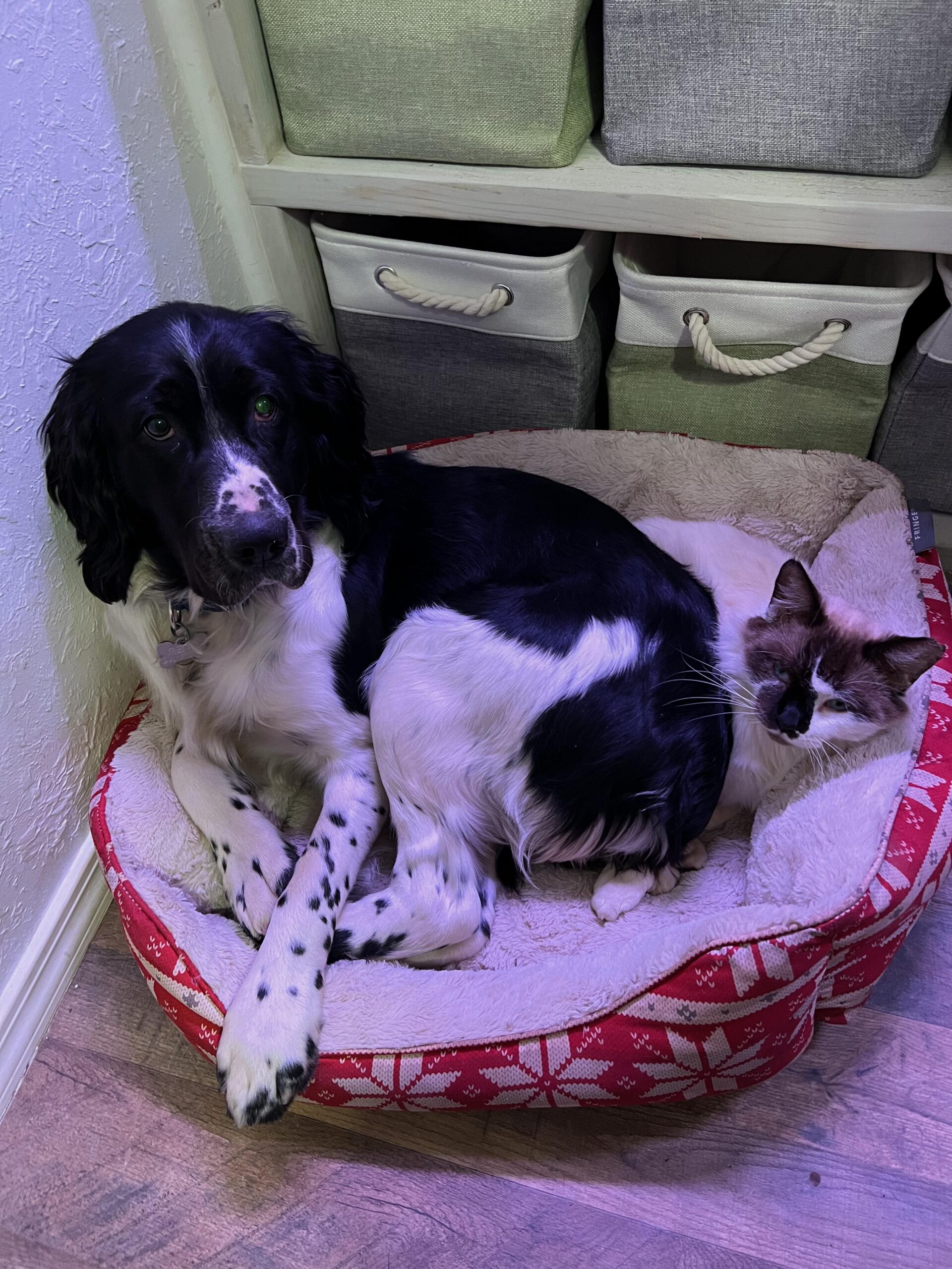 A male English Springer Spaniel lounges on top of a dog bed.